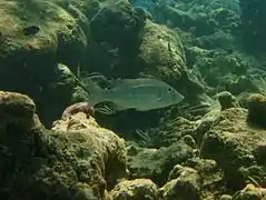 Orange-striped emperor (Lethrinus obsoletus)
