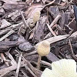 Immature specimens