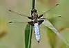 Libellula depressa