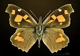 Dorsal side