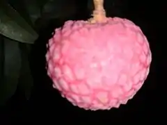 A nearly ripened purple china 3 lychee, Bogra.