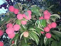 China 3 lychee grown in Bangladesh.
