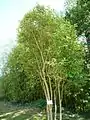 Ligustrum japonicum in Jardin des Olfacties garden, Coëx, Vendée, France