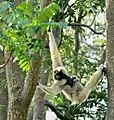 Pileated gibbon.Cambodia has the largest population in the world of this endangered ape.
