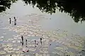 Lili Pond