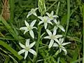 Flowers of Ornithogalum narbonense