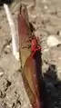 Lilioceris lilii