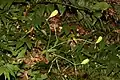 The fruit is an erect capsule that is generally smooth and contains numerous flat seeds in six stacks.