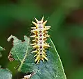 Limacodid (slug moth) caterpillar