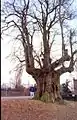 The lime tree