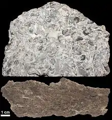 Photo and etched section of a sample of fossiliferous limestone from the Kope Formation (Upper Ordovician) near Cincinnati, Ohio, U.S.