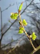 Female flowers