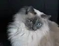 Blue point adult with solid markings.