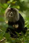 Macaca silenus