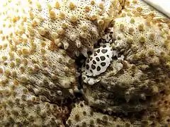Lissocarcinus orbicularis