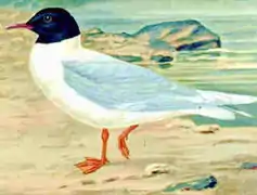 Pygmy gull