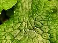 Conocephalum conicum, air pores visible on the upper surface of the thallus