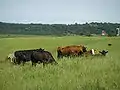 The abbey operates a farm, this is a picture of some of the livestock.