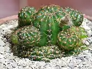 Echinopsis arachnacantha typically forms clumps