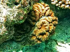 Lobophyllia sp.