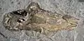 Loligosepia aalensis fossil from the formation
