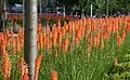 Kniphofia planted near Canary Wharf in London