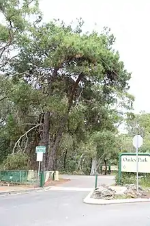 Lone pine tree atOatley Park, NSW  -Pinus brutia
