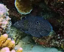 Longfin comet (Calloplesiops altivelis)