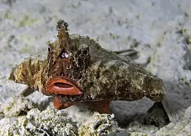 Image 4Ogcocephalus cornigerMore selected pictures