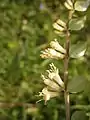 close-up flowers