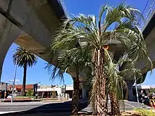 Palm trees under the elevated rail at Murrumbeena station, along the Djerring cycling trail.