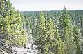Mixed pine and juniper