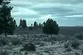 Lost Forest outskirts