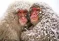 Saru dango (猿団子, "monkey dango") of three Snow Monkeys.