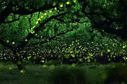 The muncipality’s famed firefly display