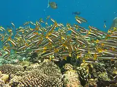 Two-spot banded snapper (Lutjanus biguttatus)