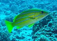 A Blue striped snapper, a neon green fish with four horizontal neon blue stripes running the length of its body