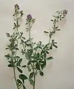 M. sativa