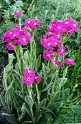 Mature plants