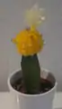 A moon cactus created from a yellow Gymnocalicium mihanovichii, flowering