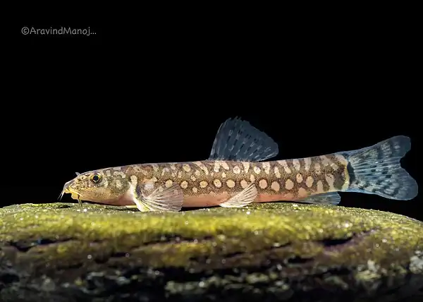 Mesonoemacheilus