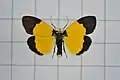 Scaptesyle bicolor