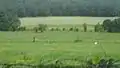 Open field at Germantown