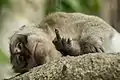 A macaque in Indonesia showing the middle finger