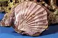 Fossil scallop