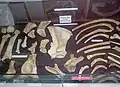 The remains of a prehistoric bear