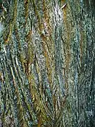 Mature bark