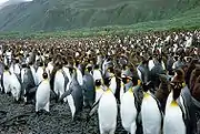 King penguin Lusitania Bay