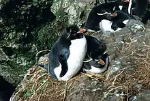 Eastern rockhopper penguin