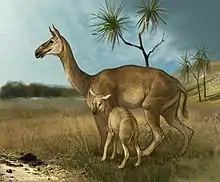 Macrauchenia, South America's last and largest litoptern, may have had a short saiga-like trunk or moose-like nostrils.